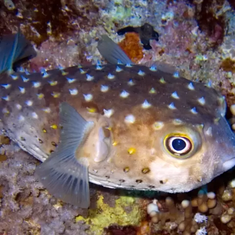 Complete iridium conversion for fishcans