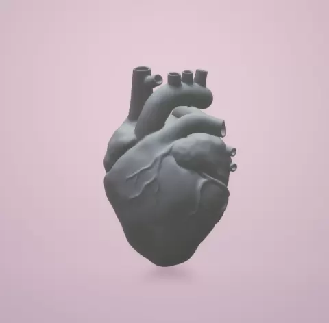 Anatomical Heart