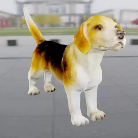 Beagle by anthony