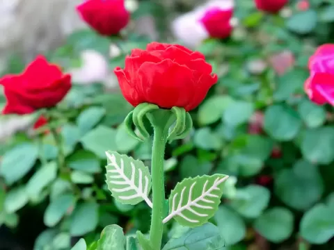ROSE NO SUPPORT