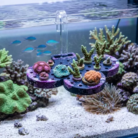 Circle Frag Rack 4x & Frag Plugs