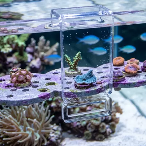Circle Frag Rack 3x & Frag Plugs