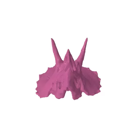 triceratops - Jade Nagel