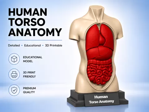 Human torso anatomy
