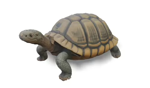 Hacki turtle - Tartaruga Hacki - HACKI LAB