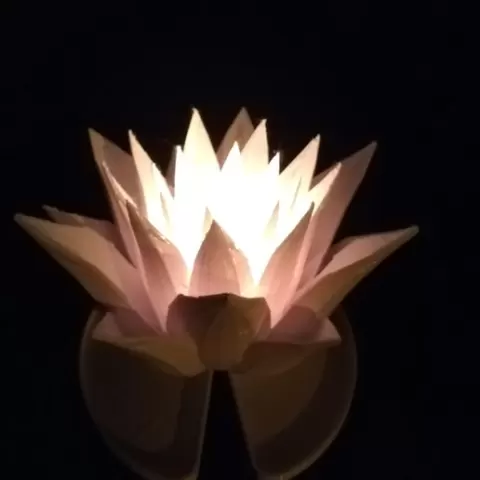 lotus