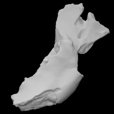 Giant Ground Sloth Mandible by Virtual Curation Lab