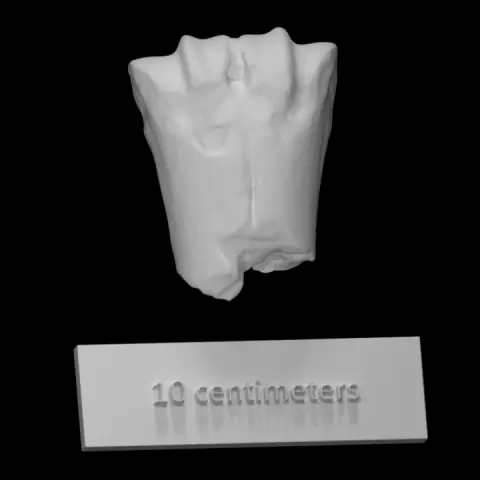 Cow Metapodal by Virtual Curation Lab