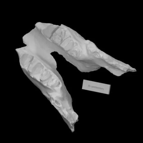 Giant Ground Sloth Jaw by Virtual Curation Lab