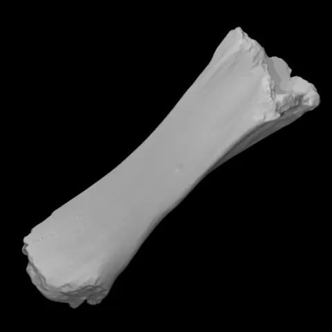 Mastodon Tibia Right by Virtual Curation Lab