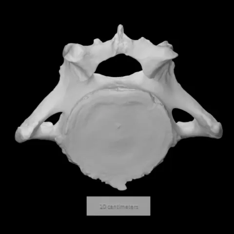 Pirello Mastodon Cervical Vert by Virtual Curation Lab